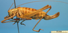 CollectionObject 1536544; fa96905d-32f4-4c93-9606-c6cd18cca76e: female, lateral view (paratype). (CollectionObject).