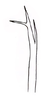 Aedeagus, lateral view on Polana (Culumana) spinella (DeLong, 1979): Male: apical portion of aedeagus, lateral view. (Observation).