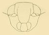 Head, frontal view on Chinaia bella Bruner & Metcalf, 1934: Head, frontal view. (Observation).