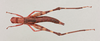 CollectionObject 2051854; 57931dd7-bef8-4d72-82bf-556522127176, NHMUK015982326: female, dorsal view (paratype). (CollectionObject).