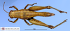 CollectionObject 1566279; 2a8b706a-824f-4aa8-bdf0-ca7f6e742fba: female, dorsal view (paratype). (CollectionObject).