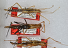 CollectionObject 1564047; 53b23d03-29cb-4965-b654-8b6c1652cf1c: copyright USNM, Washington. female juv. (paratype). (CollectionObject).