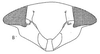 Head: !! display not done !! on Cariancha Oman, 1938: Face. (Observation).