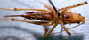 CollectionObject 1503265; MBBJ 3224916, 5f72b8f0-1929-41a9-81f4-436e86a1a5b3: female ventral view. (CollectionObject).