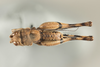 CollectionObject 1499305; a42378cc-27b3-4cfe-9836-04226b3f27ad: Male, dorsal view (holotype). (CollectionObject).