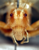 CollectionObject 1564643; f356ec6a-7957-41a0-b5f0-75806fda437a: 2013. male, face (holotype). (CollectionObject).