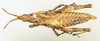 CollectionObject 1571112; 76483db2-65b0-4a9f-b392-8e5728cb94c7: female, dorsal view (paratype). (CollectionObject).