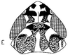Head: !! display not done !! on Loreta Linnavuori, 1959: head, dorsally. (Observation).