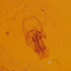 Aedeagus, ventral view: (Observation).
