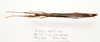 CollectionObject 1595836; f8ad1ff1-bb43-4fe3-83ba-5142166ccc43: copyright LKCNH Singapore. female, dorsal view (holotype). (CollectionObject).