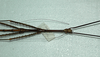 CollectionObject 1563976; 411429b1-33c4-4c19-96ec-deefb4e0c3ec: copyright J. Bresseel. male: head and thorax, dorsal view (holotype). (CollectionObject).