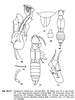 Pseudovostox brindlei Srivastava, 2003: (Otu).