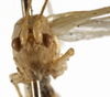 CollectionObject 1529690; 0ed2cdb2-fefe-491d-9145-58e63dfeda68: female, frontal view (holotype). (CollectionObject).