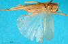 CollectionObject 1567892; 221a0bc2-9101-4a68-a91f-90ac2ba22932: male, dorsal view. (CollectionObject).
