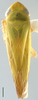 Habitus, dorsal view: Gloridonus (Ballana) filamenta, dorsal habitus (INHS). (Observation).