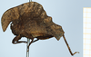 CollectionObject 1506050; 5da70917-9c22-4891-8736-d35cb3394e2a: female, lateral view (syntype). (CollectionObject).