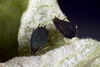 Aphis (Aphis) rumicis Linnaeus, 1758: Aptera adults on Rumex crispus (Photo:Voegtlin, D.). (Otu).