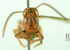 CollectionObject 1501429; 2e26b998-c83a-4d80-938b-71c5e161be7b, DORSA BA000638S01: male, frontal view (holotype). (CollectionObject).