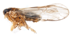 Habitus, lateral view: !! display not done !! on Muellerianella laminalis (Van Duzee, 1897): (Observation).