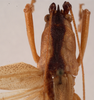 CollectionObject 1534479; 81481b8a-ae76-440c-8b51-270c82c5f1da: female pronotum dorsal (holotype). (CollectionObject).