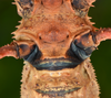 Haaniella scabra (Redtenbacher, 1906): copyright Paul D. Brock. female, underside of mesothorax, showing warning colours. (Otu).