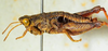 CollectionObject 1526832; dd341276-7aa0-4a3c-b239-02e63ea87116: male, lateral view (paratype). (CollectionObject).