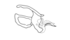 Dichroplus robustulus (Stål, 1878): Fig. 10. phallic complex, without epiphallus, lateral view. (Otu).
