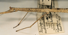 CollectionObject 1557250; 302a083a-774c-4f5c-9d11-d9283a86b667: copyright ZMUH, Hamburg. female: head and thorax, lateral view of synonym Carausius australicus (paralectotype). (CollectionObject).