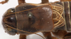 CollectionObject 1527091; 2218c354-e7d4-4807-b47d-ffe5603497f5: male pronotum, dorsal view (holotype). (CollectionObject).