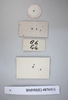 CollectionObject 1552821; NHMUK(SF IMPORT DUPLICATE) BMNH(E) 876511, 62918224-64db-4cce-87ed-5ccbc58f0eb3: Copyright NHM, London. Holotype female, data labels (reversed). (CollectionObject).