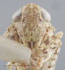 Head: !! display not done !! on Antoniellus irrorellus Linnavuori, 1959: Head. (Observation).