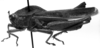 CollectionObject 1533385; USNM 9733, 1577eea6-755d-434d-ae4d-d77da9346456: Image Carbonell, C.S. male, lateral view (holotype). (CollectionObject).