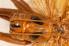 CollectionObject 1531246; 53b99b5d-9e49-4f6c-a427-336f8b1fb756: male, dorsal view (holotype). (CollectionObject).