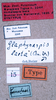 CollectionObject 1534507; 75ba925d-712a-4e9f-8d94-aa838f185da0: labels (syntype). (CollectionObject).