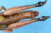 CollectionObject 1575535; 4c91dff4-63d0-433c-9df6-3b320287f1b7, DORSA D006AM01: male abdomen, dorsal view (syntype). (CollectionObject).