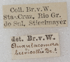 CollectionObject 1533000; 8fb49329-b42f-4d93-8596-c29929197dae: labels. (CollectionObject).