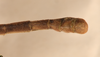 CollectionObject 1560631; 8a8909ba-d2f3-41cd-9b95-c3b734dbdf07: copyright UMO. male: end of thorax, dorsal view (lectotype). (CollectionObject).