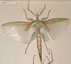 CollectionObject 1562294; 8e0c4761-6a15-42d6-85a9-9595c8d4c662: copyright MVMA, Melbourne. female (probable syntype). (CollectionObject).