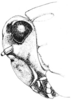Neotettix proavus Rehn & Hebard, 1916: Fig. 107. male, head, lateral view. (Otu).