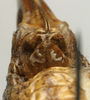 CollectionObject 1535961; e11091d7-c014-4809-843d-d6860c6ca535: female subgenital plate (paralectotype). (CollectionObject).