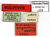 CollectionObject 1587298; MNHN(SF IMPORT DUPLICATE) MNHN-EP-EP1256, 5c19f0ca-ed4f-4f23-88e4-ee97c9004645: CC BY-NC-ND 4.0/MNHN - Depraetere Marion - 2014. Holotype, female, of argentinus Hebard, 1921. Specimen number: MNHN-EP-EP1256. http://coldb.mnhn.fr/catalognumber/mnhn/ep/ep1256. (CollectionObject).