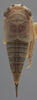 Habitus, dorsal view on Athysanella (Gladionura) truncata Ball & Beamer, 1940: Dorsal - Female. (Observation).