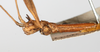 CollectionObject 1561483; 7927adf5-421a-4367-a893-b84f00a7e00d: copyright MHNG Geneva. male: head & thorax, lateral view (holotype). (CollectionObject).