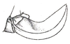 Elbenia makilingae Hebard, 1922: Pl. XIII, Fig. 1 (after type). ovipositor (length 7.6 mm, greatest width 2.1 mm). (Otu).