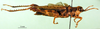 CollectionObject 1501494; fdfb6e0e-0ab3-4bb1-8a90-14cb65f83796: female, lateral view (syntype). (CollectionObject).