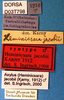 CollectionObject 1504999; 6fbb5288-90ad-4e75-9fca-7cf665f8355d: labels (syntype). (CollectionObject).