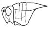 Xyleus modestus (Giglio-Tos, 1894): Fig. 14. head and pronotum, lateral view. (Otu).