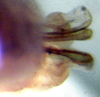 CollectionObject 1537805; accae54a-d8bb-4979-88d1-d6ed859e7ad2: male Phallus dorsal view (paratype). (CollectionObject).