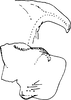 Pygofer, lateral view: !! display not done !! on Qadria Mahmood, 1967: Pygofer (Q. bella Dwor.). (Observation).