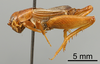 CollectionObject 1522773; 7a39439d-7c04-4313-a024-182f1c398bed: Male, lateral view (holotype). (CollectionObject).